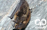 گونه خفاش سروتین شمالی Northern Bat 